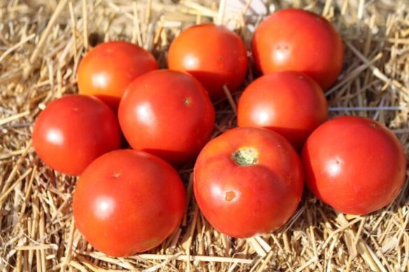 Семена томата ранний Айваз 331 F1