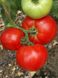Семена детерминантного томата Мирсини (Mirsini) Seminis