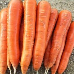 Семена моркови среднепоздней Берликум/Флакке Афалон F1
