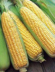 Семена кукурузы суперсладкой Sh2 поздней (GSS 1453 F1) Мореленд F1
