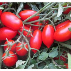 Семена томата среднего тип (Мини Сан Марцано) Кавалино Россо F1 (Cavalino Rosso F1)