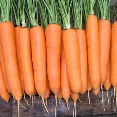 Семена моркови Элеганза F1 (1,6-1,8) Нантес поздней