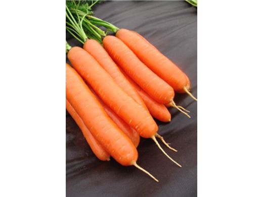 Семена моркови поздней (Берликум) Дарина