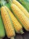 Семена кукурузы суперсладкой Sh2 поздней (GSS 1453 F1) Мореленд F1
