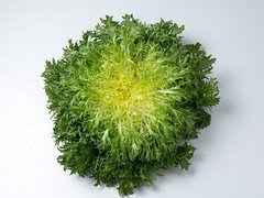 Семена салатного цикория Эндивий Калафайн