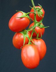 Семена детерминантного томата Рапит (Rapit) Seminis