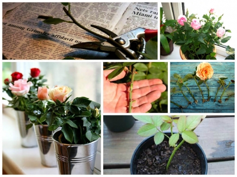 Как укоренить розу из букета в домашних условиях: простая инструкция