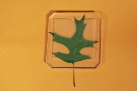 Найден способ сделать дерево прозрачным, прочнее и легче стекла